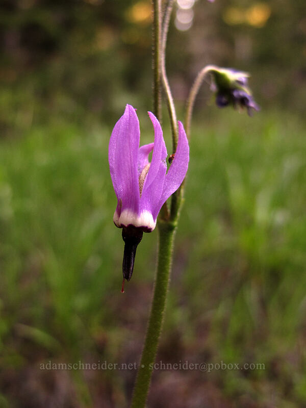 tall mountain shooting-star (Dodecatheon jeffreyi (Primula jeffreyi)) [Lakes Trail, Mount Rainier National Park, Lewis County, Washington]