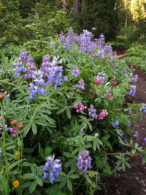 lupine & heather (Lupinus latifolius, Phyllodoce empetriformis) [Lakes Trail, Mount Rainier National Park, Lewis County, Washington]
