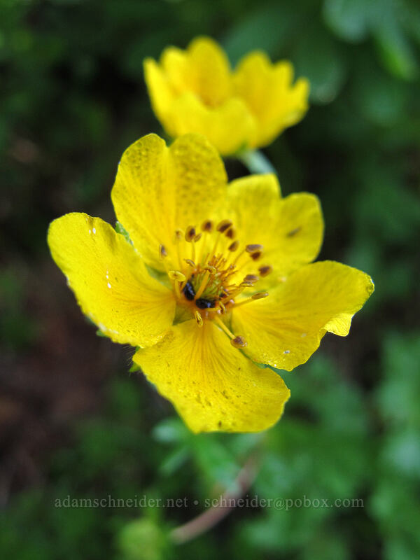 fan-leaf cinquefoil (Potentilla flabellifolia) [High Lakes Trail, Mount Rainier National Park, Lewis County, Washington]