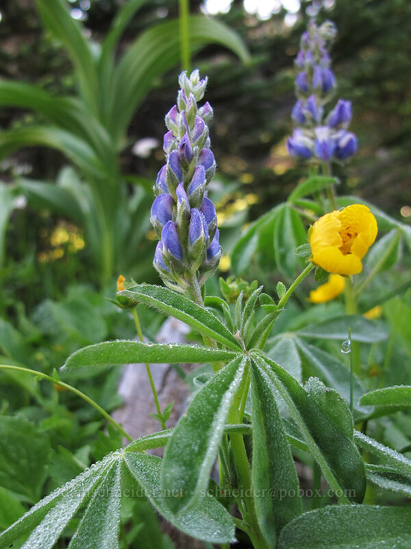 dew-covered lupines & cinquefoil (Lupinus arcticus ssp. subalpinus (Lupinus latifolius ssp. subalpinus), Potentilla flabellifolia) [High Lakes Trail, Mount Rainier National Park, Lewis County, Washington]