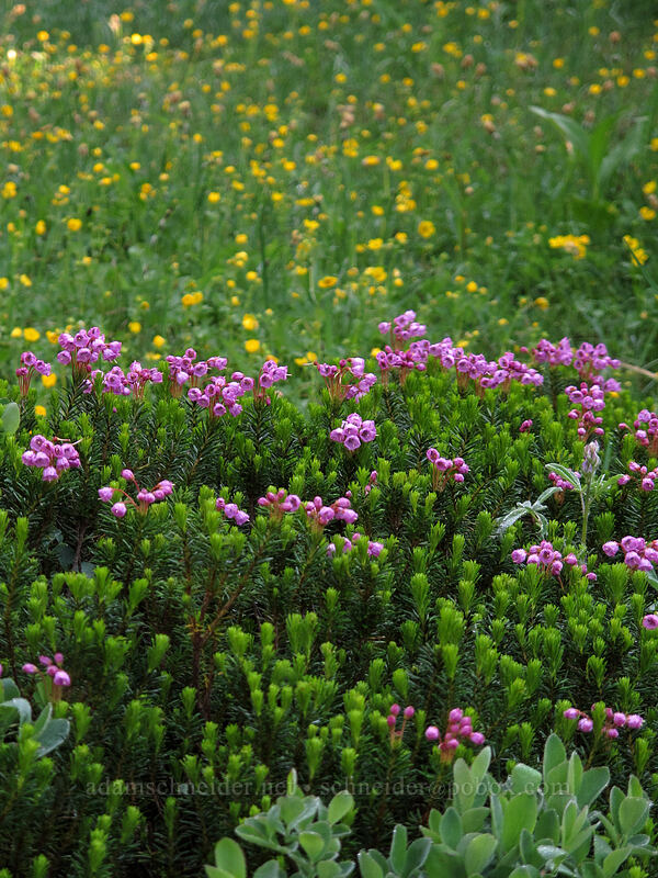 heather & cinquefoil (Phyllodoce empetriformis, Potentilla flabellifolia) [High Lakes Trail, Mount Rainier National Park, Lewis County, Washington]