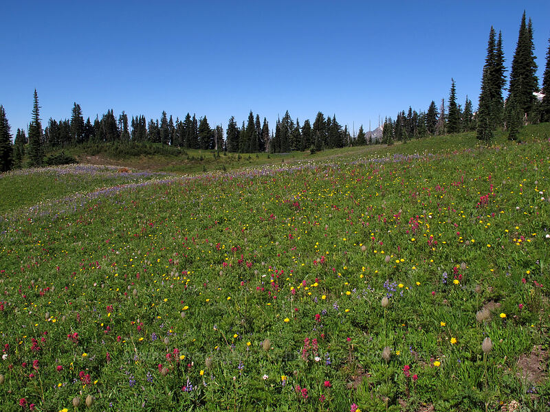 wildflower fields [Mazama Ridge, Mount Rainier National Park, Pierce County, Washington]