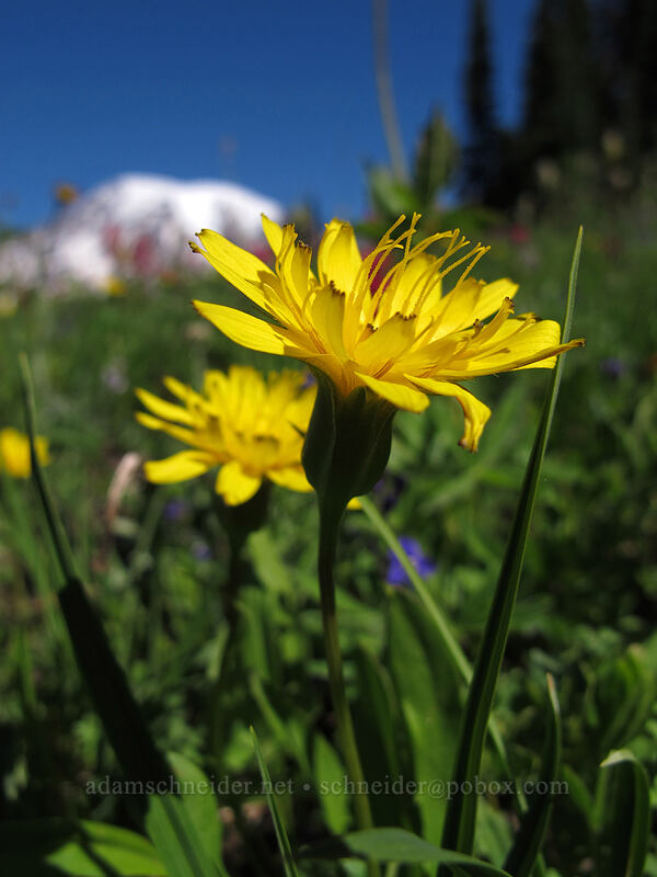 agoseris (Agoseris sp.) [Mazama Ridge, Mount Rainier National Park, Pierce County, Washington]