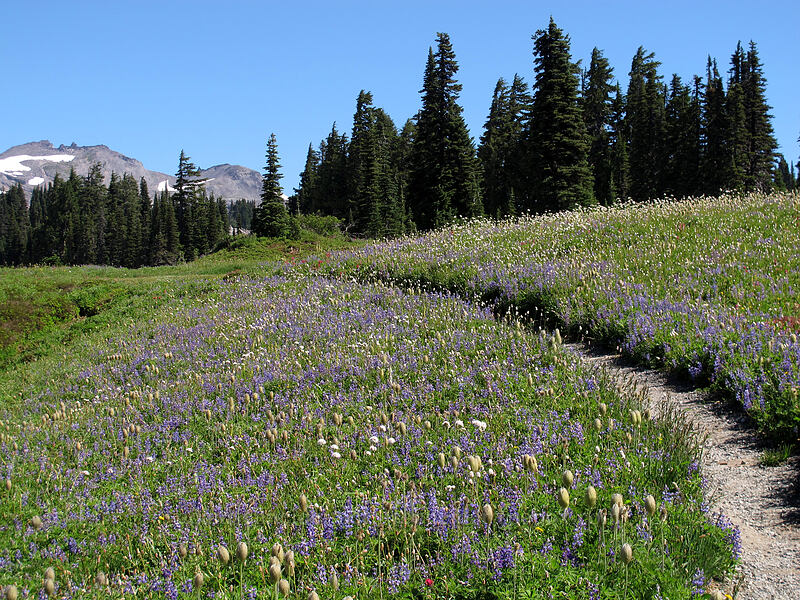 trail through wildflowers (Lupinus latifolius, Anemone occidentalis (Pulsatilla occidentalis), Polygonum bistortoides) [Mazama Ridge, Mount Rainier National Park, Pierce County, Washington]