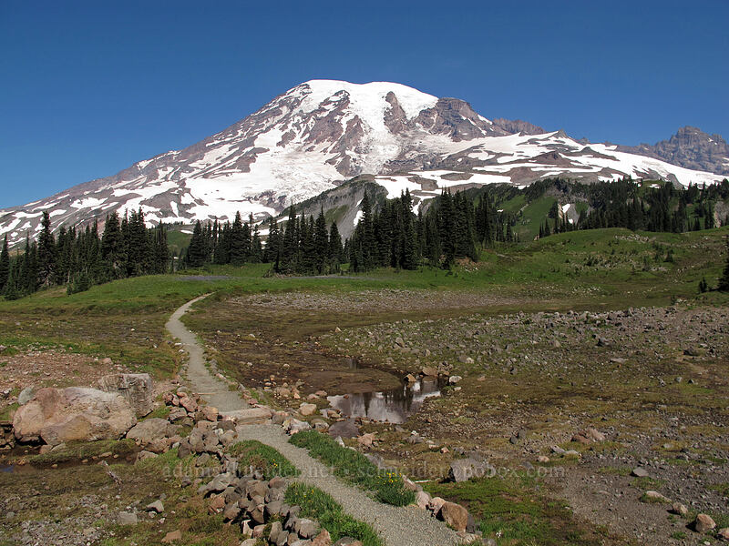 Mt. Rainier & a rocky meadow [Mazama Ridge, Mount Rainier National Park, Pierce County, Washington]