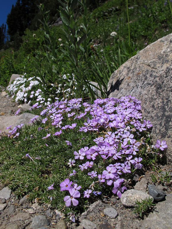spreading phlox (Phlox diffusa) [Skyline Trail, Mount Rainier National Park, Pierce County, Washington]