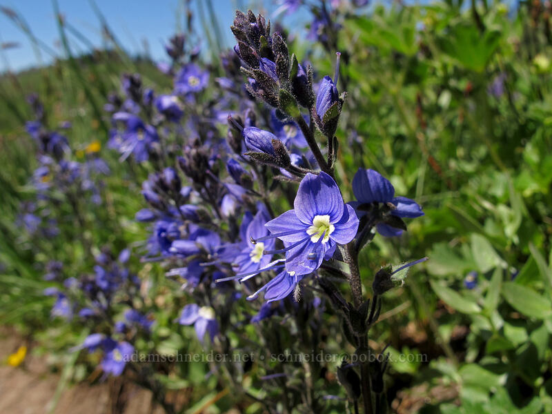 Cusick's speedwell (Veronica cusickii) [Golden Gate Trail, Mount Rainier National Park, Pierce County, Washington]