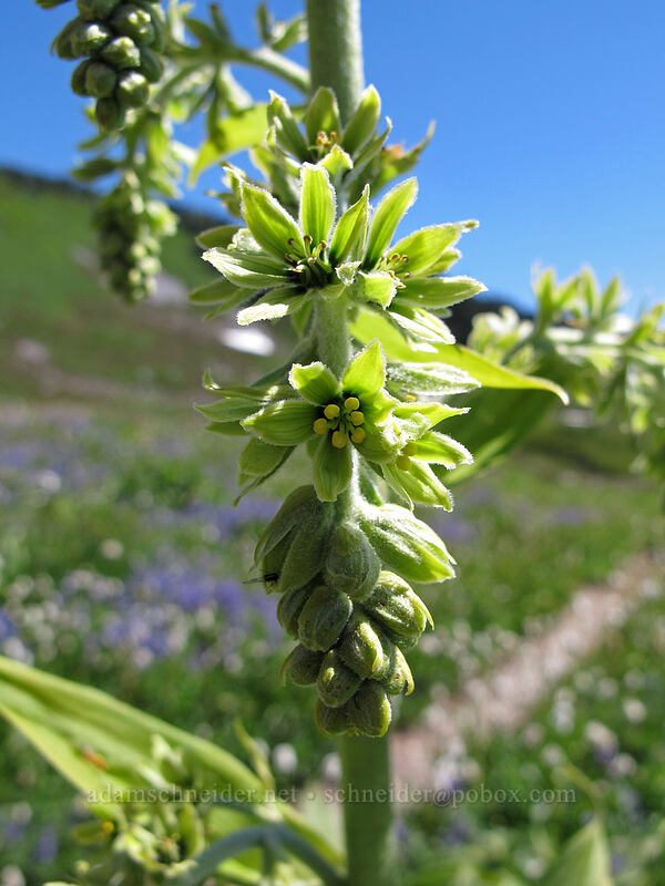 corn lily flowers (Veratrum viride var. eschscholtzianum (Veratrum eschscholtzii)) [Golden Gate Trail, Mount Rainier National Park, Pierce County, Washington]