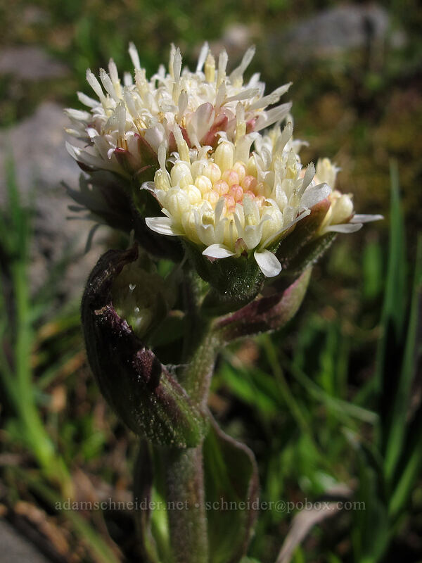 Arctic sweet coltsfoot (Petasites frigidus var. frigidus) [Golden Gate Trail, Mount Rainier National Park, Pierce County, Washington]