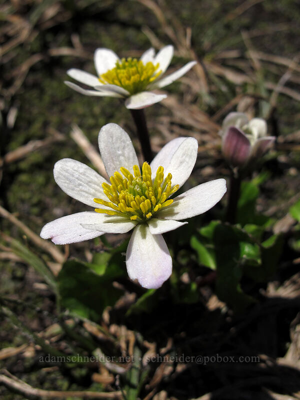 white marsh-marigolds (Caltha leptosepala var. leptosepala) [Golden Gate Trail, Mount Rainier National Park, Pierce County, Washington]