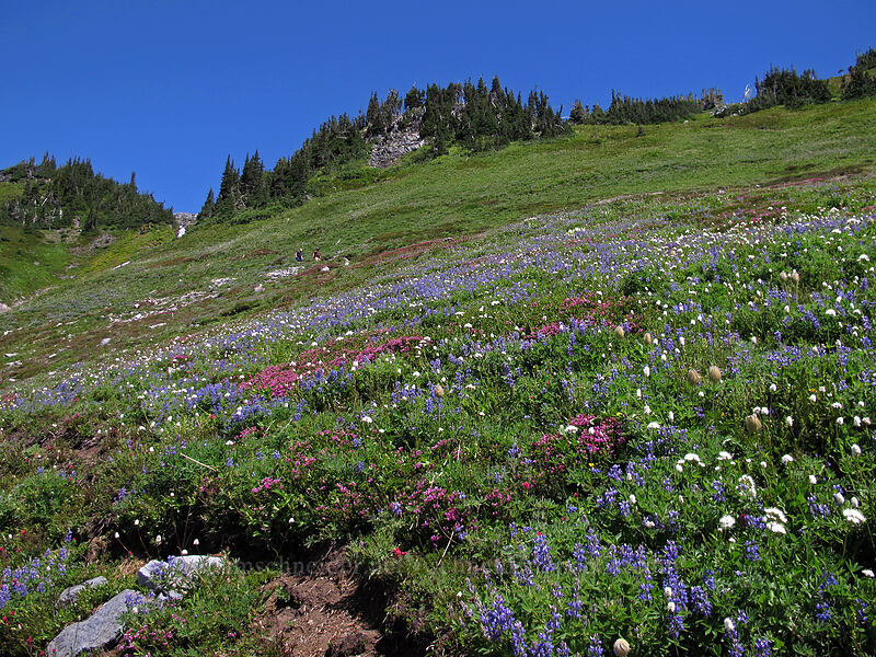 wildflowers [Golden Gate Trail, Mount Rainier National Park, Pierce County, Washington]