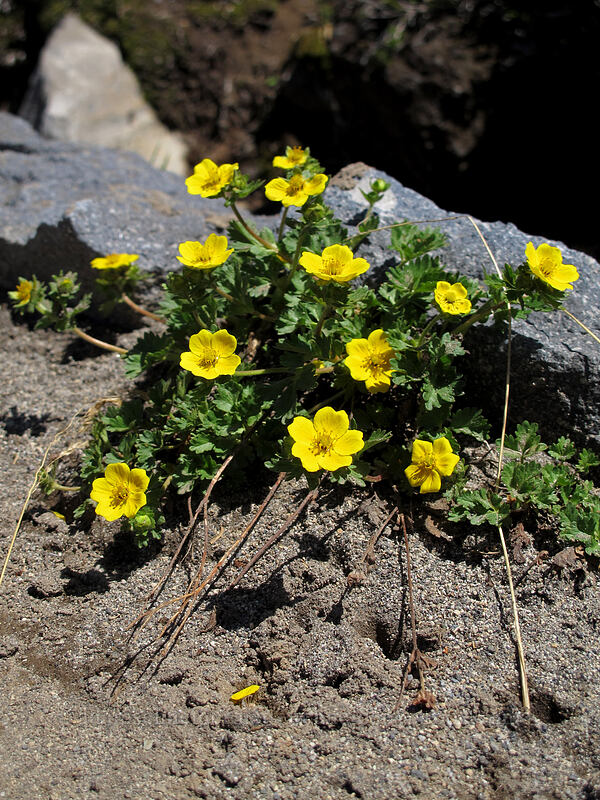 cinquefoil (Potentilla flabellifolia) [Golden Gate Trail, Mount Rainier National Park, Pierce County, Washington]