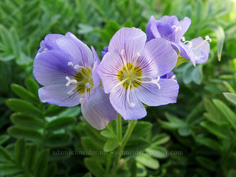 California jacob's-ladder (Polemonium californicum) [Skyline Trail, Mount Rainier National Park, Pierce County, Washington]