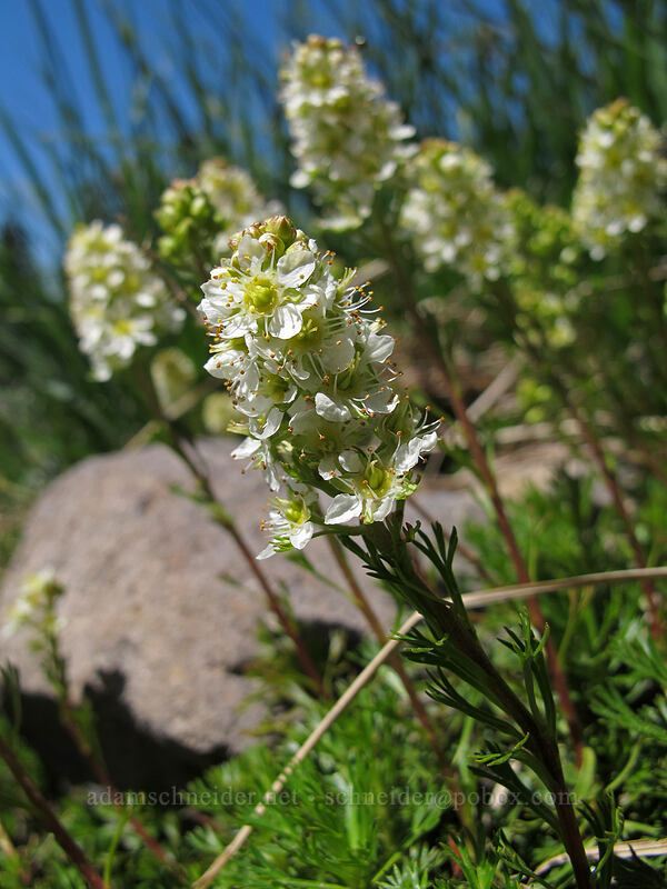 partridgefoot (Luetkea pectinata) [Skyline Trail, Mount Rainier National Park, Pierce County, Washington]