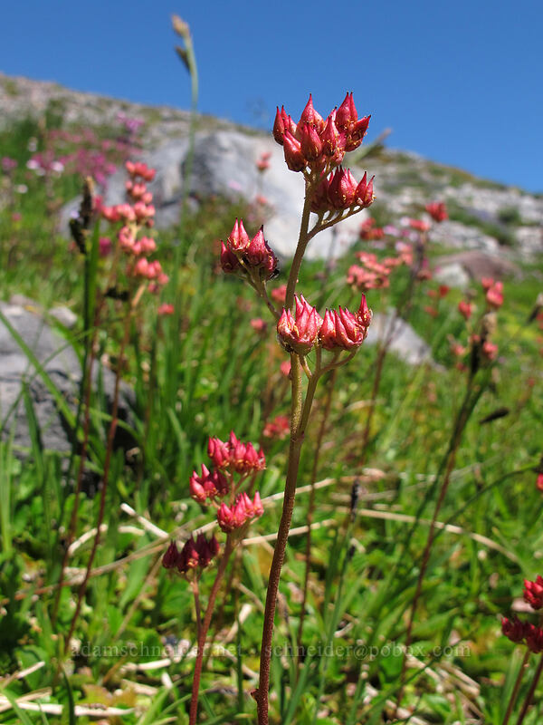 leather-leaf saxifrage seeds (Leptarrhena pyrolifolia (Saxifraga pyrolifolia)) [Skyline Trail, Mount Rainier National Park, Pierce County, Washington]