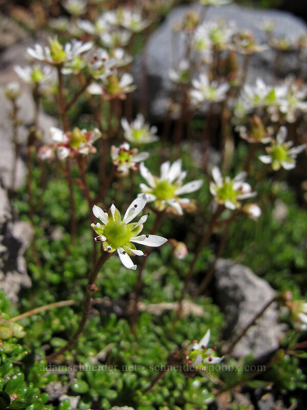 Tolmie's saxifrage (Micranthes tolmiei (Saxifraga tolmiei)) [Skyline Trail, Mount Rainier National Park, Pierce County, Washington]