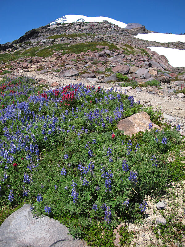 lupines & paintbrush (Lupinus arcticus ssp. subalpinus (Lupinus latifolius ssp. subalpinus), Castilleja parviflora var. oreopola) [Panorama Point, Mount Rainier National Park, Pierce County, Washington]