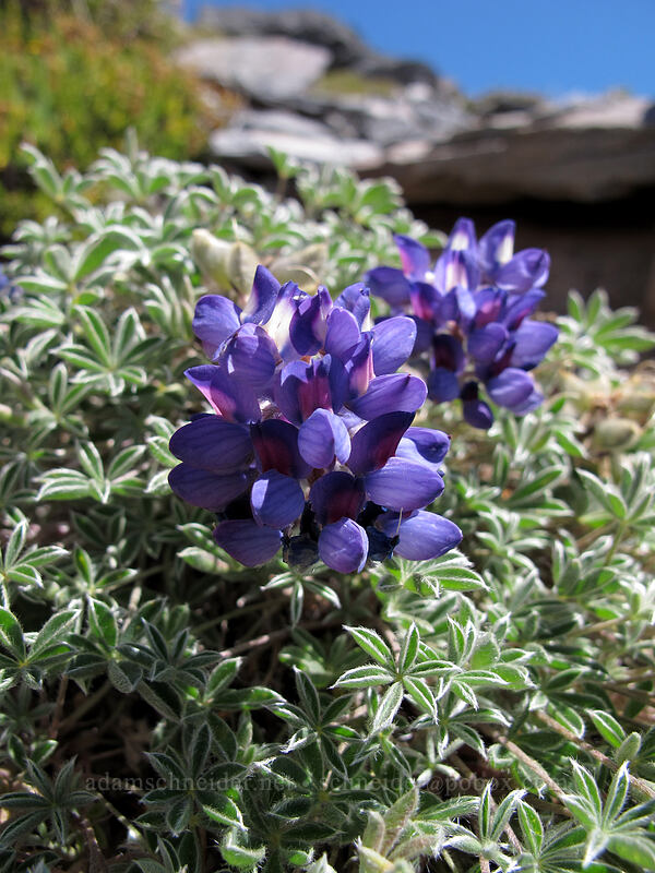 dwarf lupine (Lupinus lepidus var. lobbii) [Skyline Trail, Mount Rainier National Park, Pierce County, Washington]