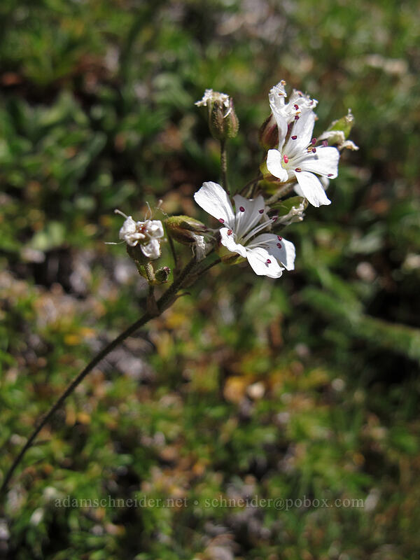 thread-leaf sandwort (Eremogone capillaris) [Skyline Trail, Mount Rainier National Park, Pierce County, Washington]