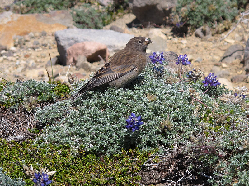 gray-crowned rosy finch & dwarf lupine (Leucosticte tephrocotis, Lupinus lepidus var. lobbii) [Skyline Trail, Mount Rainier National Park, Pierce County, Washington]