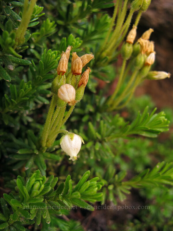 yellow mountain heather (Phyllodoce glanduliflora) [Pebble Creek Trail, Mount Rainier National Park, Pierce County, Washington]