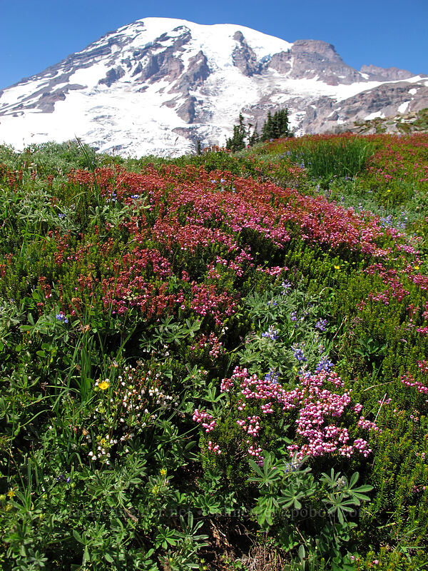 Mt. Rainier & heather (Phyllodoce empetriformis) [Pebble Creek Trail, Mount Rainier National Park, Pierce County, Washington]