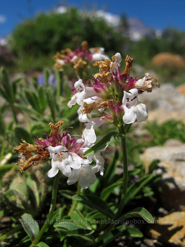 white penstemon (Penstemon sp.) [Skyline Trail, Mount Rainier National Park, Pierce County, Washington]