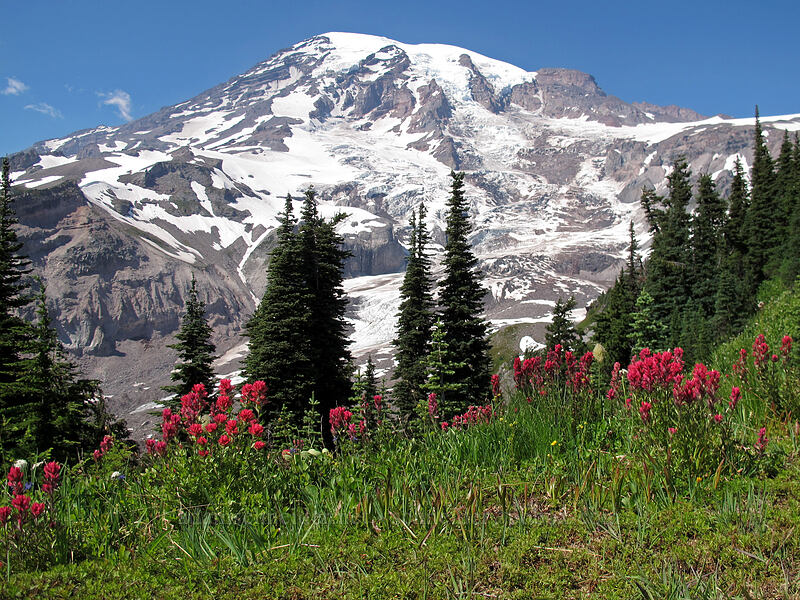 Mt. Rainier & paintbrush (Castilleja parviflora var. oreopola) [Deadhorse Creek Trail, Mount Rainier National Park, Pierce County, Washington]