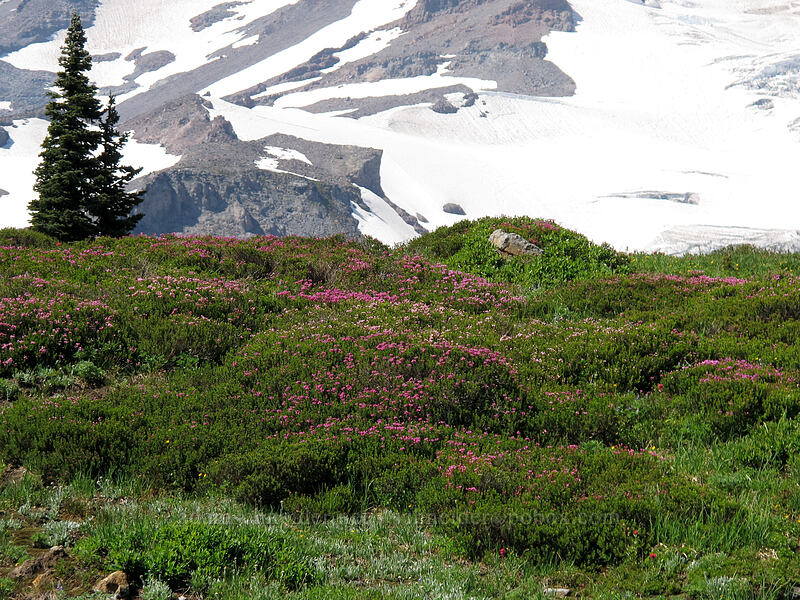 heather meadow (Phyllodoce empetriformis) [Deadhorse Creek Trail, Mount Rainier National Park, Pierce County, Washington]