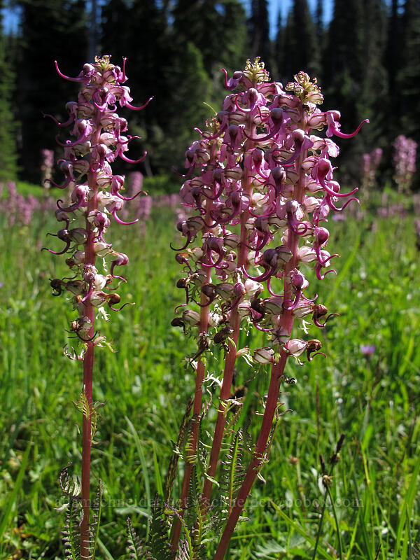 elephant's-head lousewort (Pedicularis groenlandica) [Reflection Lakes, Mount Rainier National Park, Lewis County, Washington]