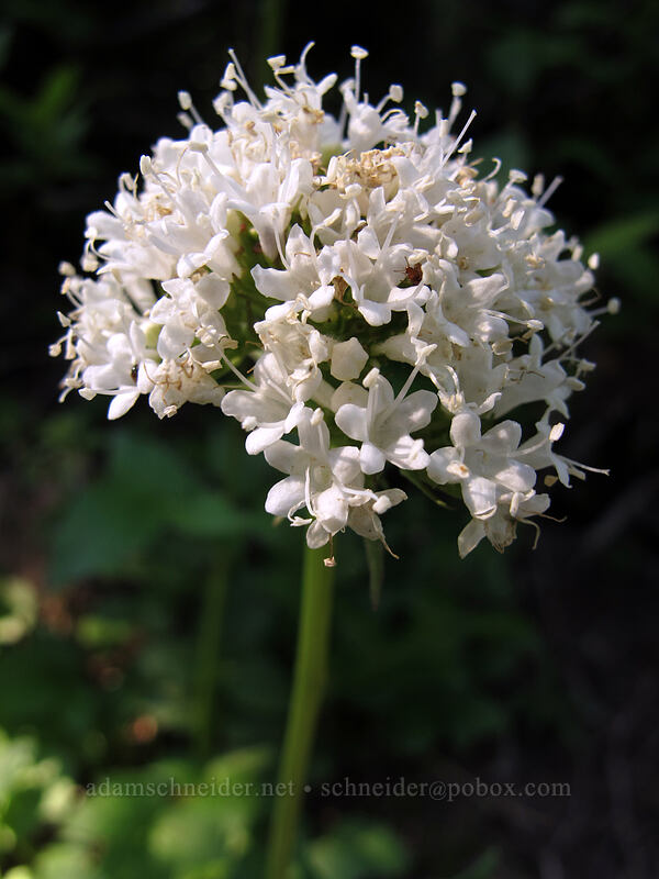 Sitka valerian (Valeriana sitchensis) [Pinnacle Peak Trail, Mount Rainier National Park, Lewis County, Washington]