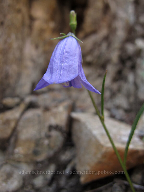 harebell (Campanula petiolata (Campanula rotundifolia)) [Pinnacle Peak, Mount Rainier National Park, Lewis County, Washington]