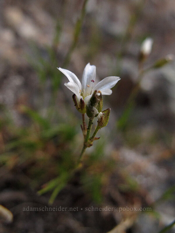 thread-leaf sandwort (Eremogone capillaris (Arenaria capillaris)) [Pinnacle Peak Trail, Mount Rainier National Park, Lewis County, Washington]