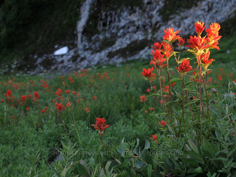 scarlet paintbrush (Castilleja miniata) [Pinnacle Peak Trail, Mount Rainier National Park, Lewis County, Washington]