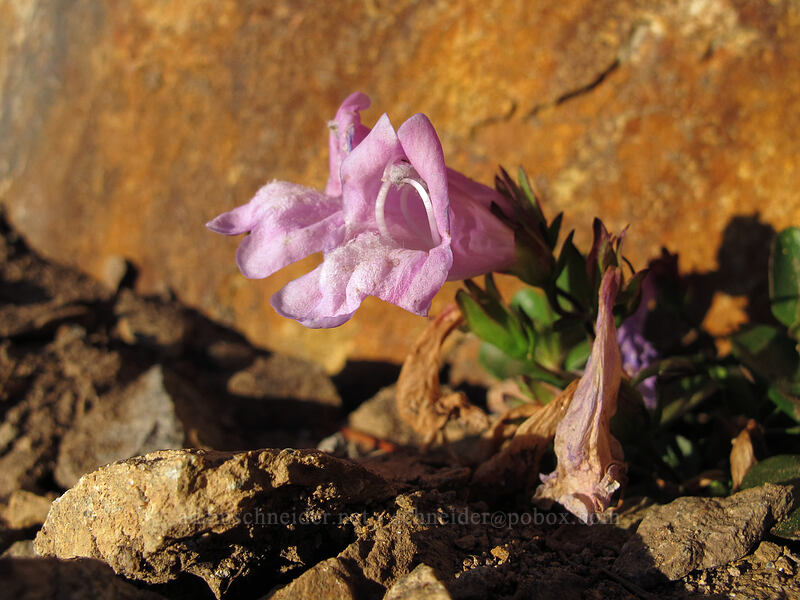 Davidson's penstemon (Penstemon davidsonii) [Pinnacle Peak Trail, Mount Rainier National Park, Lewis County, Washington]