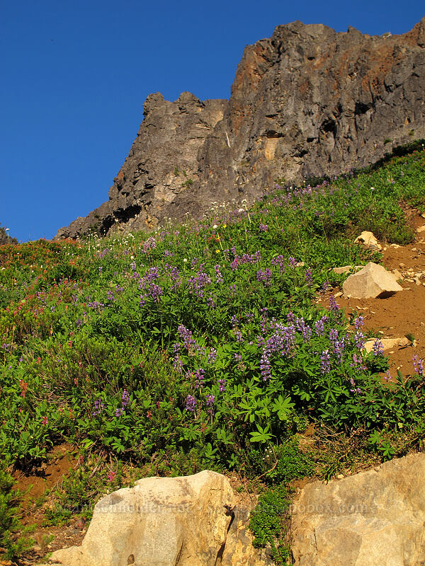 wildflowers near sunset [Pinnacle Peak Trail, Mount Rainier National Park, Lewis County, Washington]