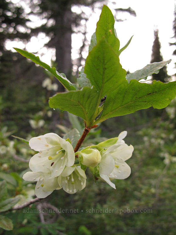 Cascade azalea (white rhododendron) (Rhododendron albiflorum) [Pinnacle Peak Trail, Mount Rainier National Park, Lewis County, Washington]