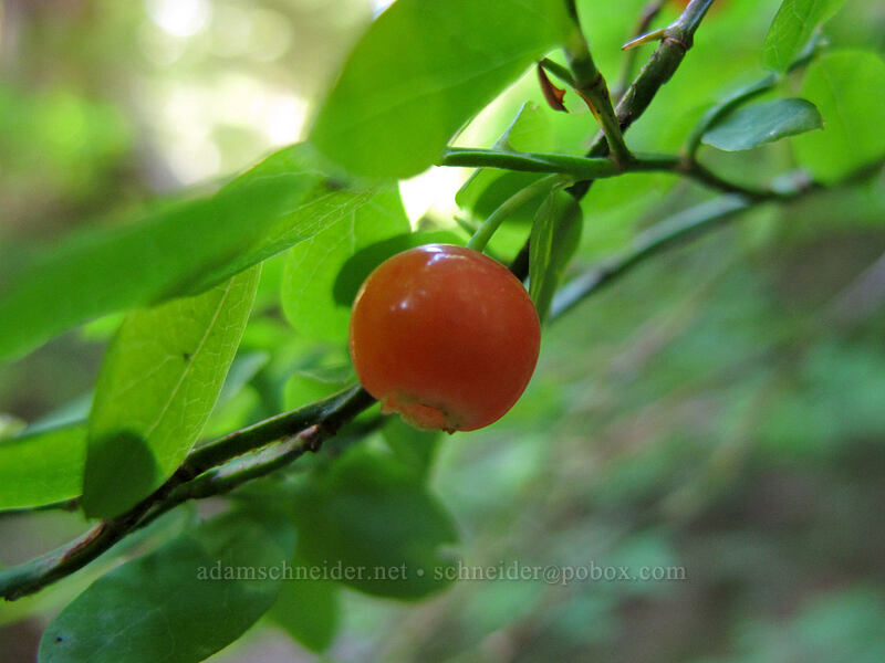 red huckleberry (Vaccinium parvifolium) [Weden Creek Trail, Mt. Baker-Snoqualmie National Forest, Snohomish County, Washington]