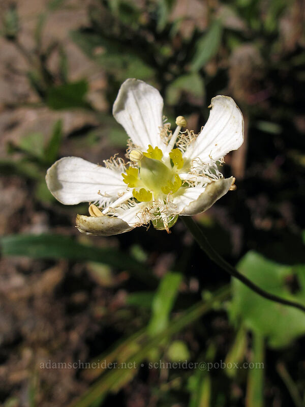 fringed grass-of-parnassus (Parnassia fimbriata) [Weden Creek Trail, Morning Star NRCA, Snohomish County, Washington]