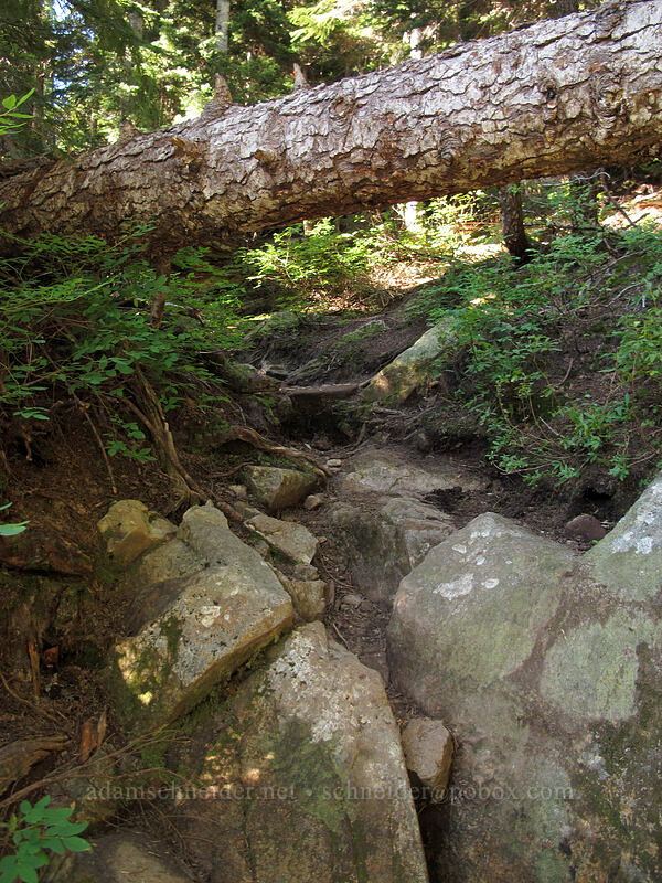 the trail [Weden Creek Trail, Morning Star NRCA, Snohomish County, Washington]