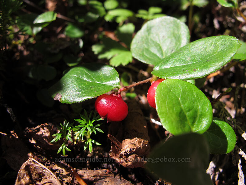 alpine wintergreen (Gaultheria humifusa) [Weden Creek Trail, Morning Star NRCA, Snohomish County, Washington]