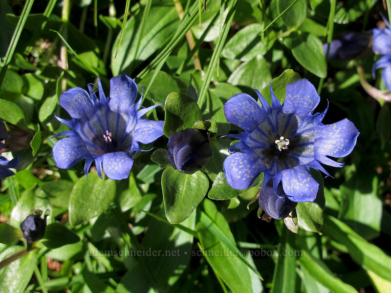 explorer's gentian (Gentiana calycosa) [Weden Creek Trail, Morning Star NRCA, Snohomish County, Washington]