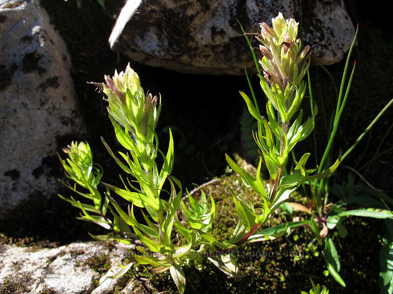 white paintbrush (Castilleja parviflora var. albida) [Weden Creek Trail, Morning Star NRCA, Snohomish County, Washington]