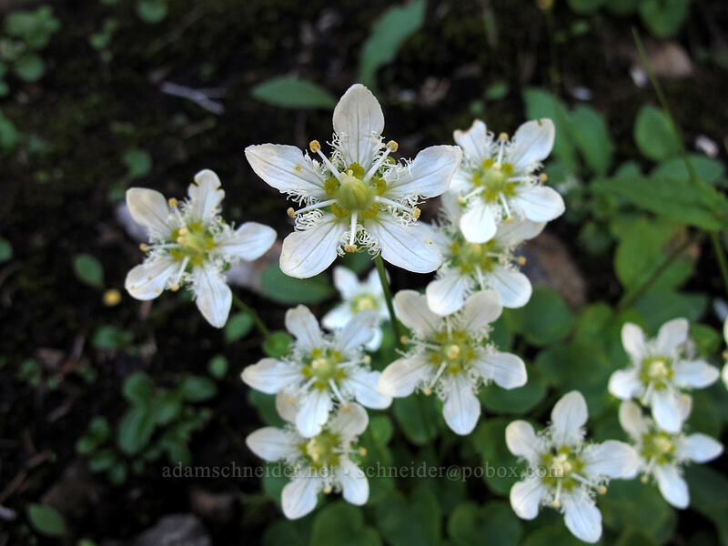 fringed grass-of-parnassus (Parnassia fimbriata) [Weden Creek Trail, Morning Star NRCA, Snohomish County, Washington]