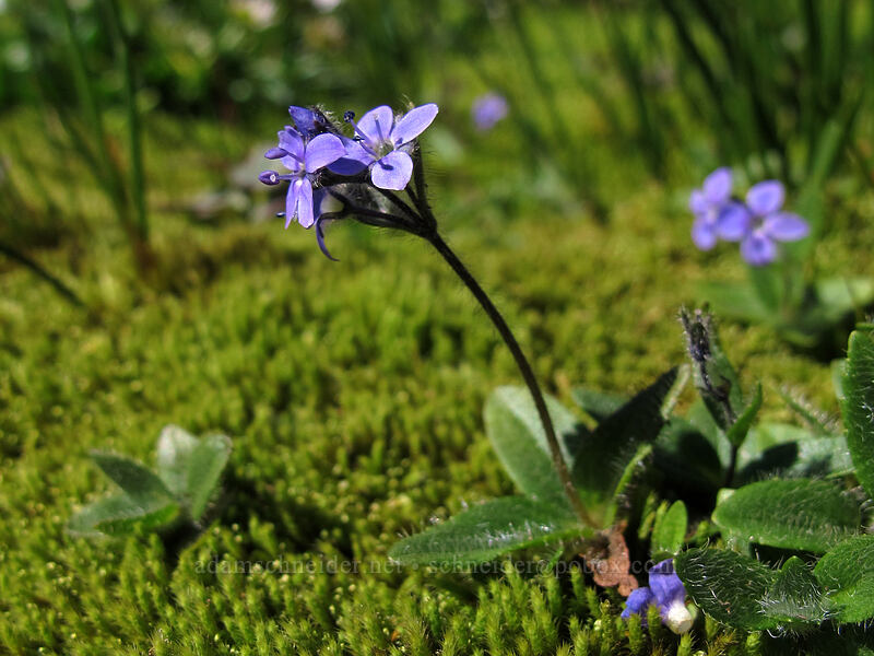 alpine speedwell (Veronica wormskjoldii) [Gothic Basin, Morning Star NRCA, Snohomish County, Washington]