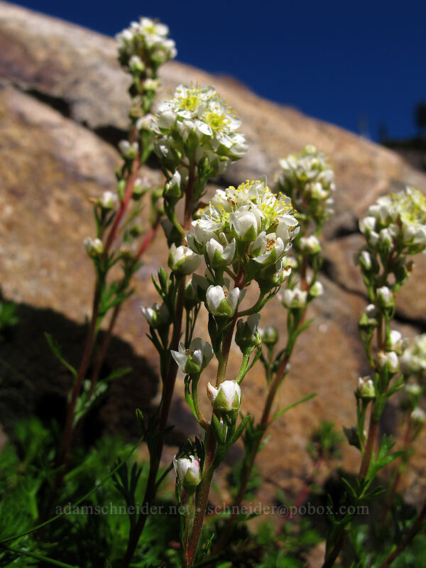 partridgefoot (Luetkea pectinata) [Gothic Basin, Morning Star NRCA, Snohomish County, Washington]