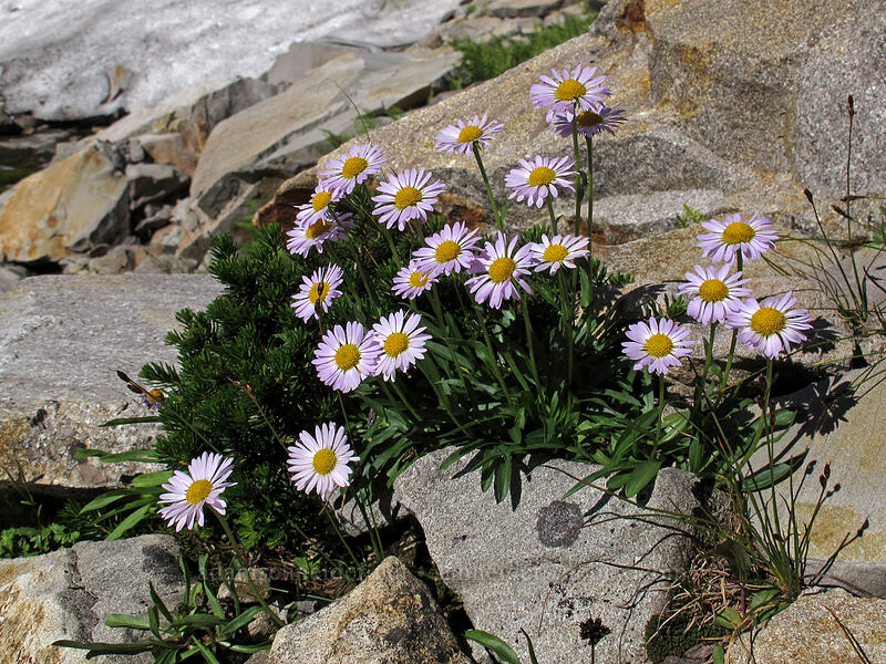 subalpine fleabane (Erigeron glacialis var. glacialis) [Gothic Basin, Morning Star NRCA, Snohomish County, Washington]