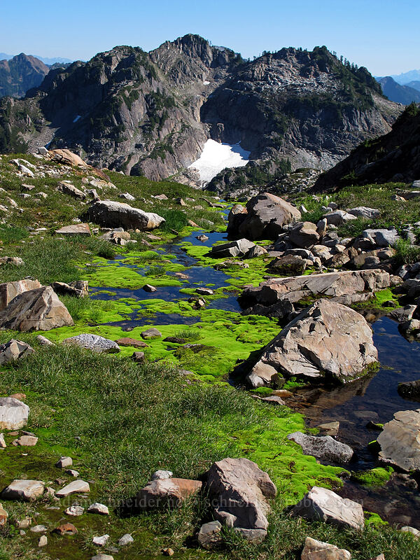 bright green moss in a meltwater stream [Gothic Basin, Morning Star NRCA, Snohomish County, Washington]