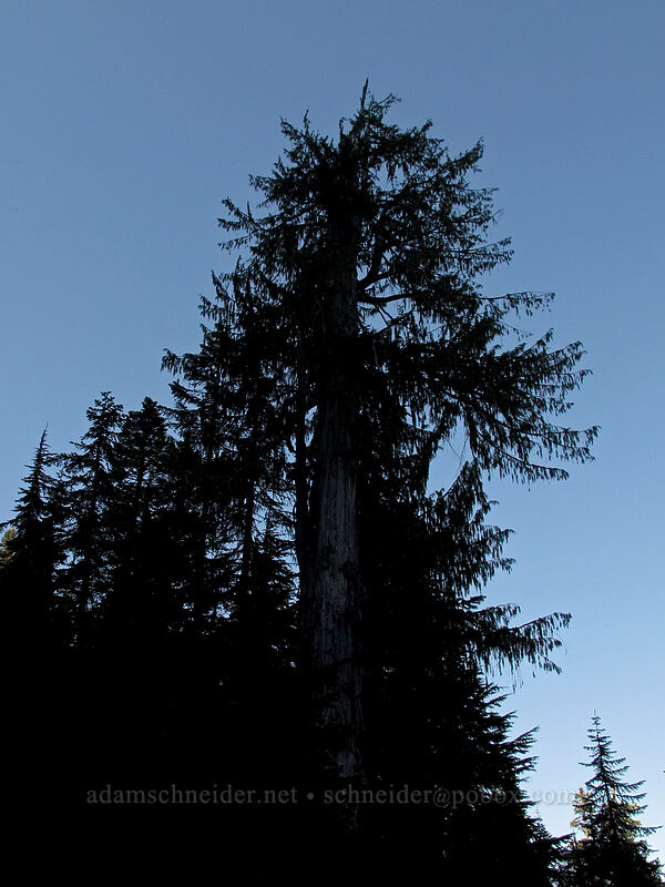 Nootka cypress (yellow-cedar) (Cupressus nootkatensis (Callitropsis nootkatensis) (Xanthocyparis nootkatensis) (Chamaecyparis nootkatensis)) [Weden Creek Trail, Morning Star NRCA, Snohomish County, Washington]