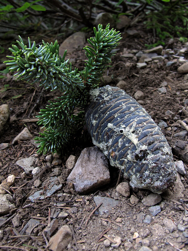 Pacific silver fir cone (Abies amabilis) [Weden Creek Trail, Mt. Baker-Snoqualmie National Forest, Snohomish County, Washington]